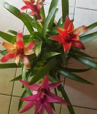 Da Fiore