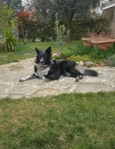 Bed & Breakfast Da Fiore Castel Bolognese